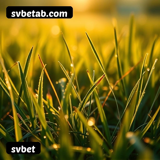 Vantagens exclusivas svbet para jogadores brasileiros - São Paulo, Rio, BH